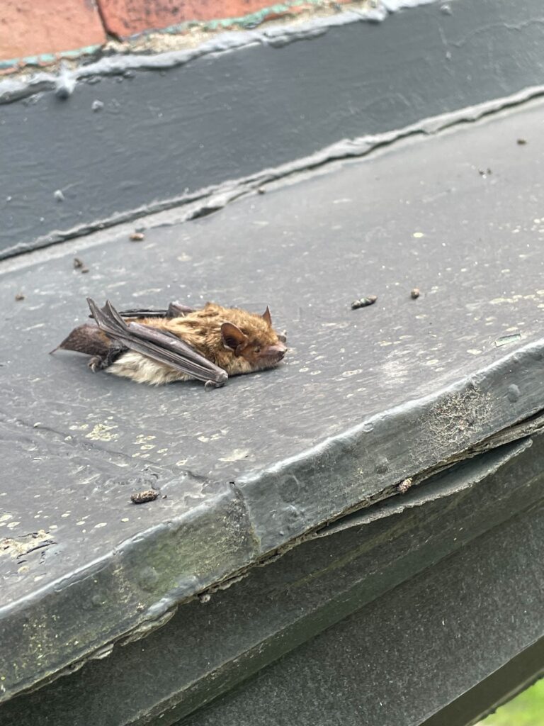 Wildlife Control Holly